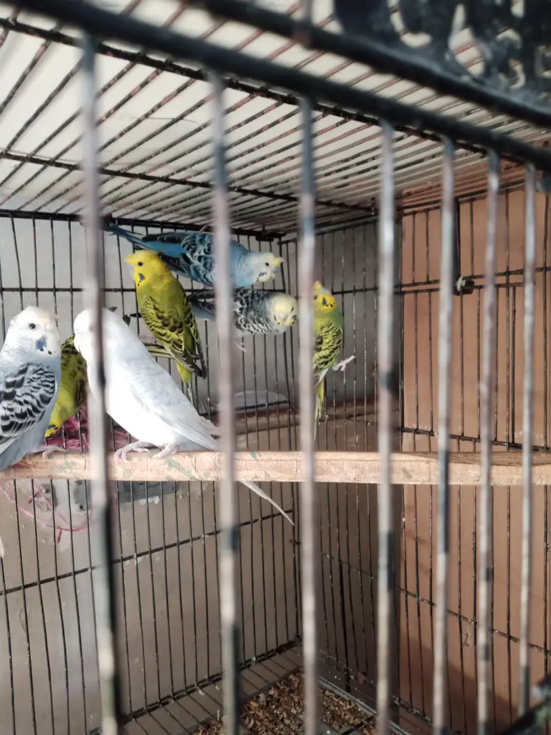 black face black wings 100 percent spirit for sale — photo 3