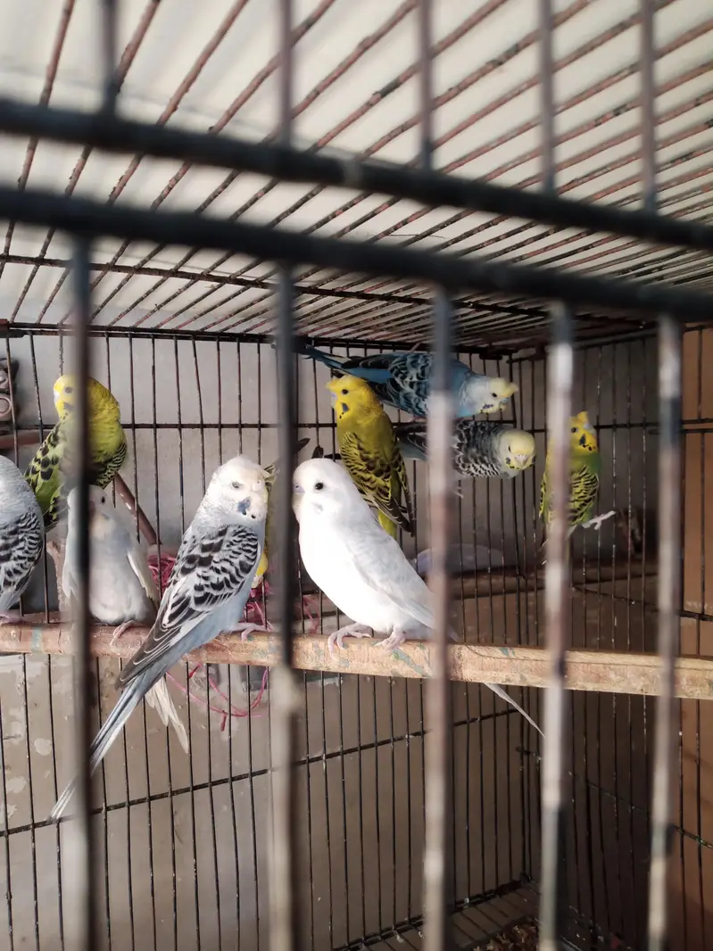 black face black wings 100 percent spirit for sale — photo 5