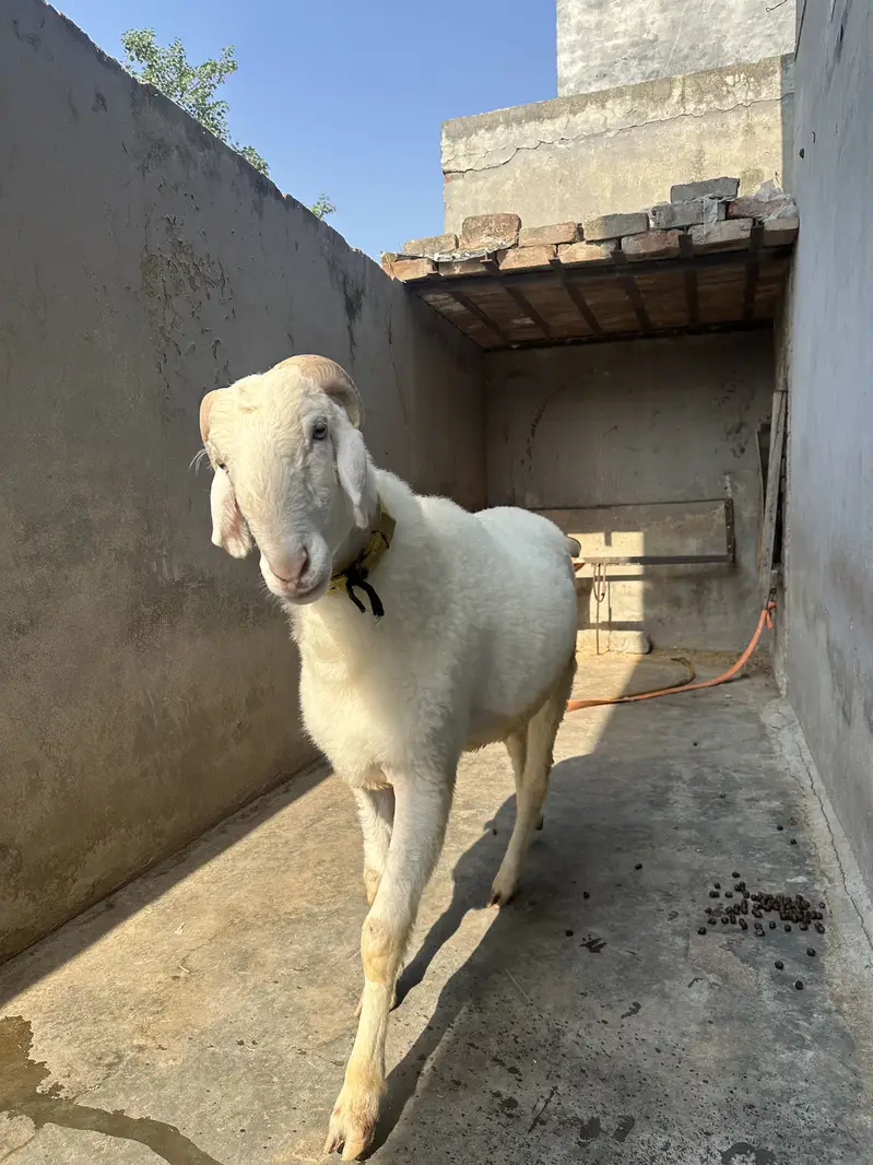 Chatra | Male Sheep (Bheďo)  | Horned Ram | Dumba|bakra