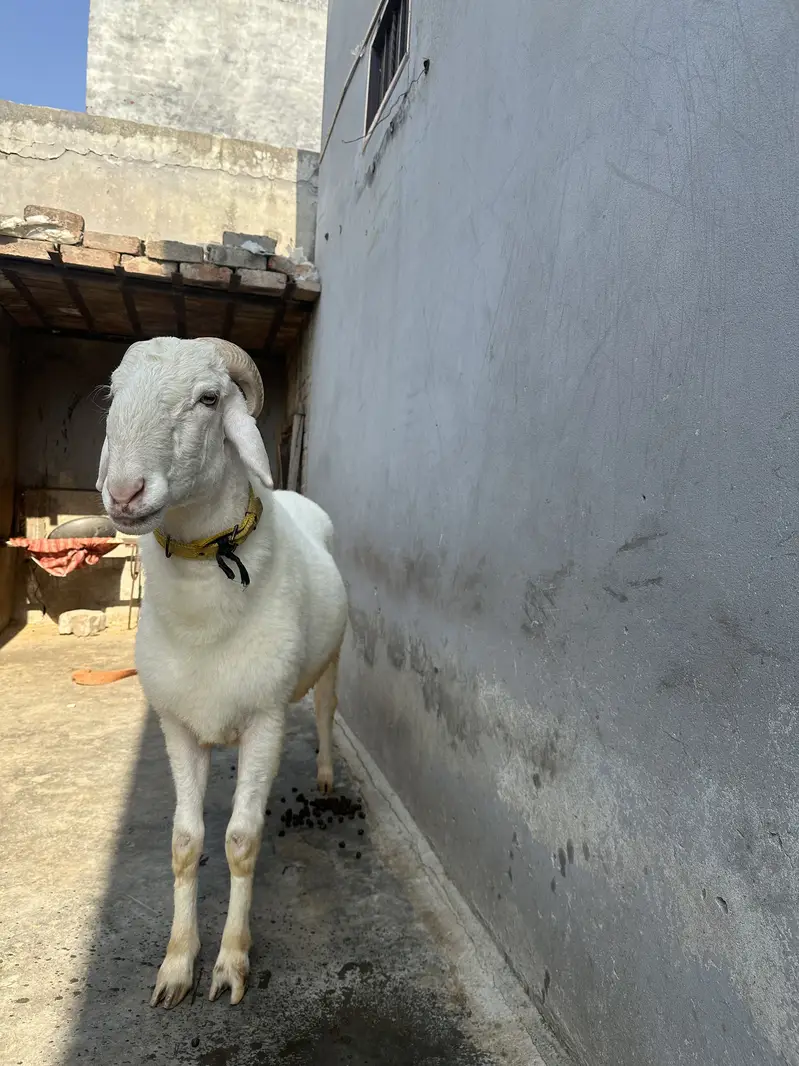 Chatra | Male Sheep (Bheďo)  | Horned Ram | Dumba|bakra — photo 2