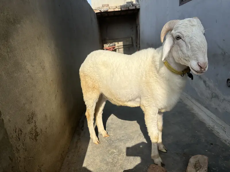 Chatra | Male Sheep (Bheďo)  | Horned Ram | Dumba|bakra — photo 3