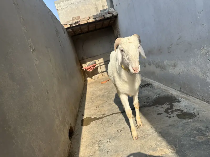 Chatra | Male Sheep (Bheďo)  | Horned Ram | Dumba|bakra — photo 4