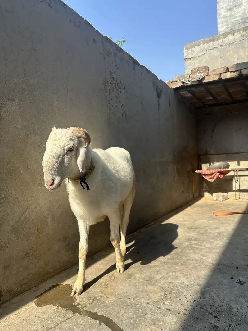 Chatra | Male Sheep (Bheďo)  | Horned Ram | Dumba|bakra — photo 5