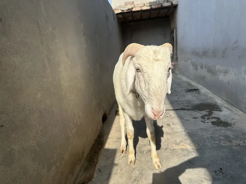 Chatra | Male Sheep (Bheďo)  | Horned Ram | Dumba|bakra — photo 6