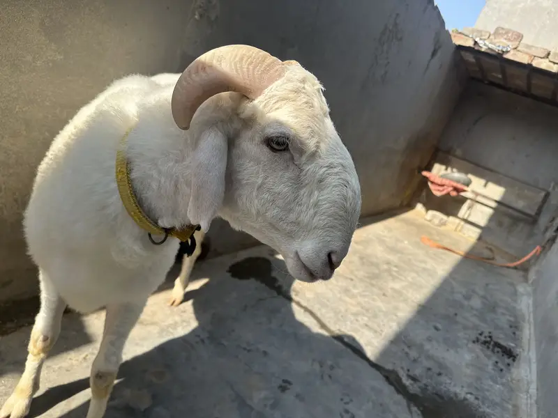 Chatra | Male Sheep (Bheďo)  | Horned Ram | Dumba|bakra — photo 7