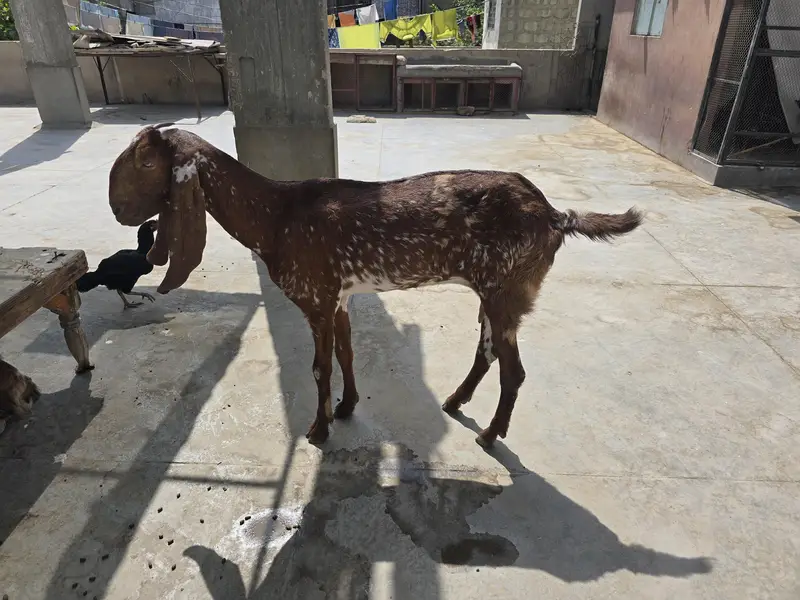maki cheeni kamori cross 4 dant — photo 2