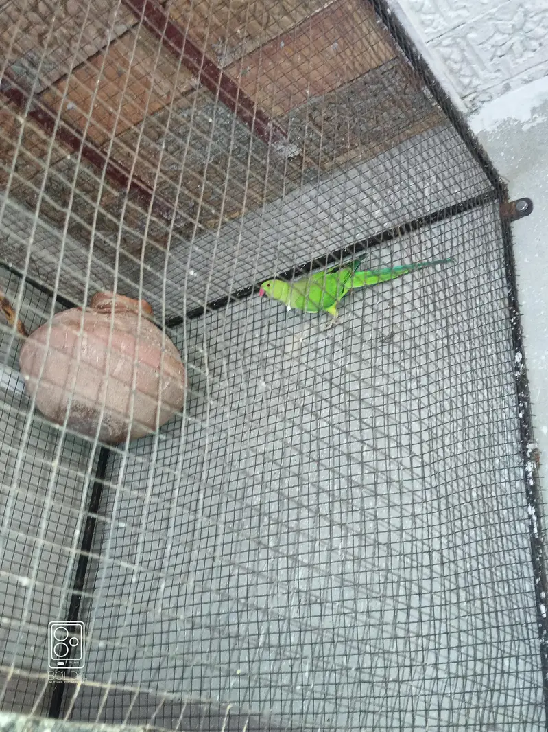 3 piece 1 female and 2 male — photo 2