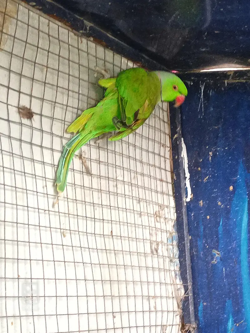 3 piece 1 female and 2 male — photo 3