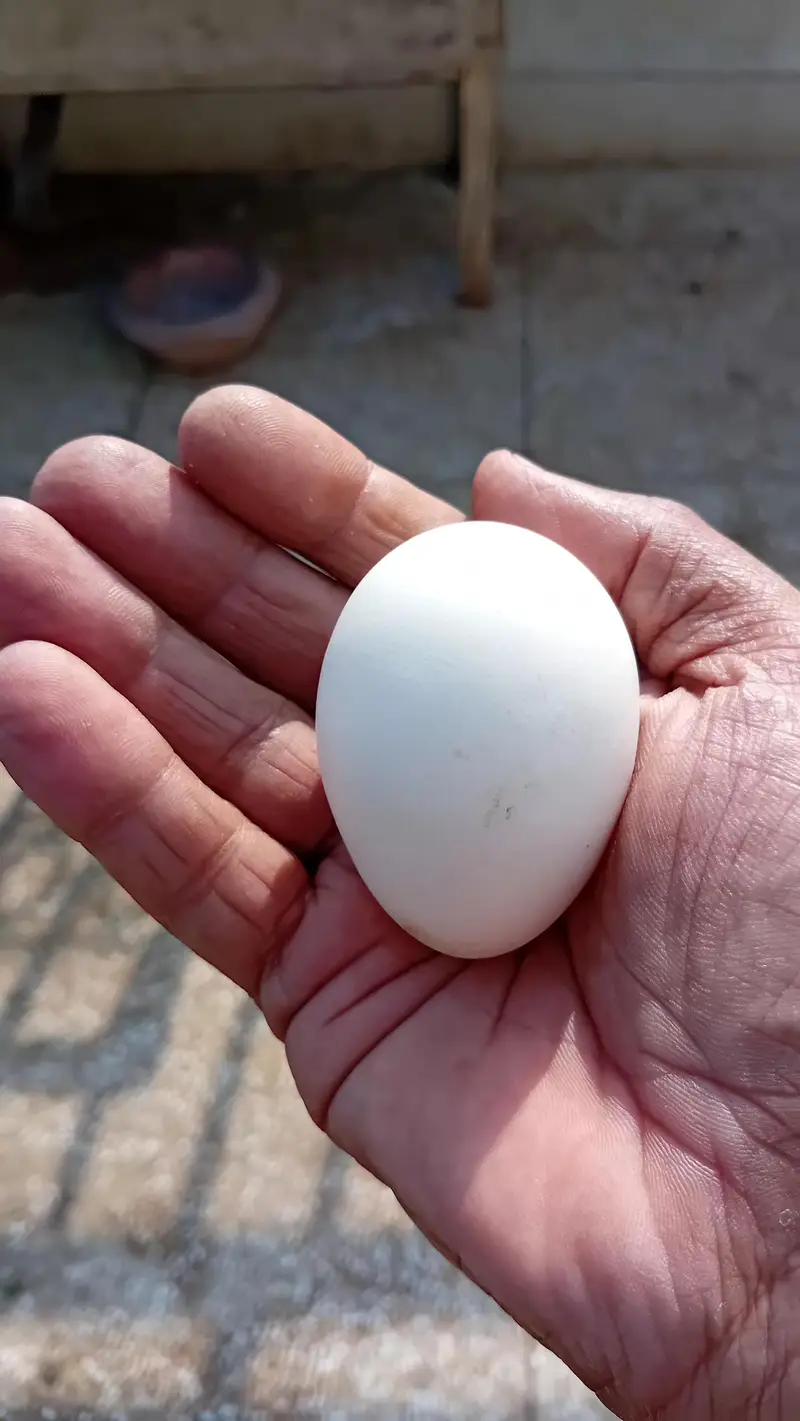 Heera Fertile Egg