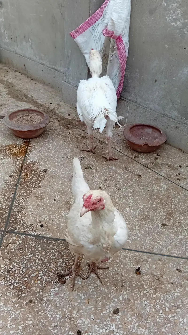 Heera Fertile Egg — photo 2