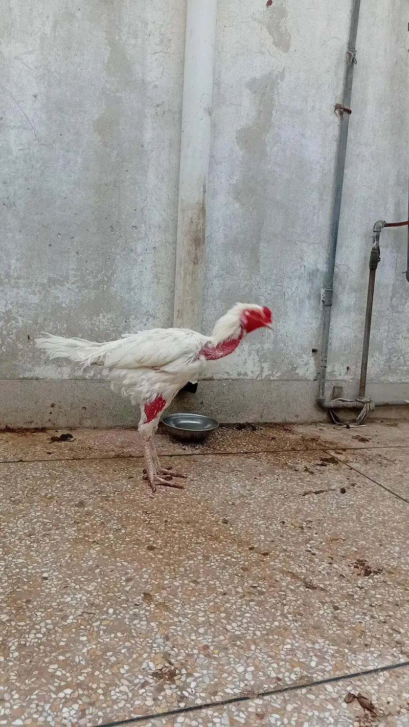 Heera Fertile Egg — photo 3