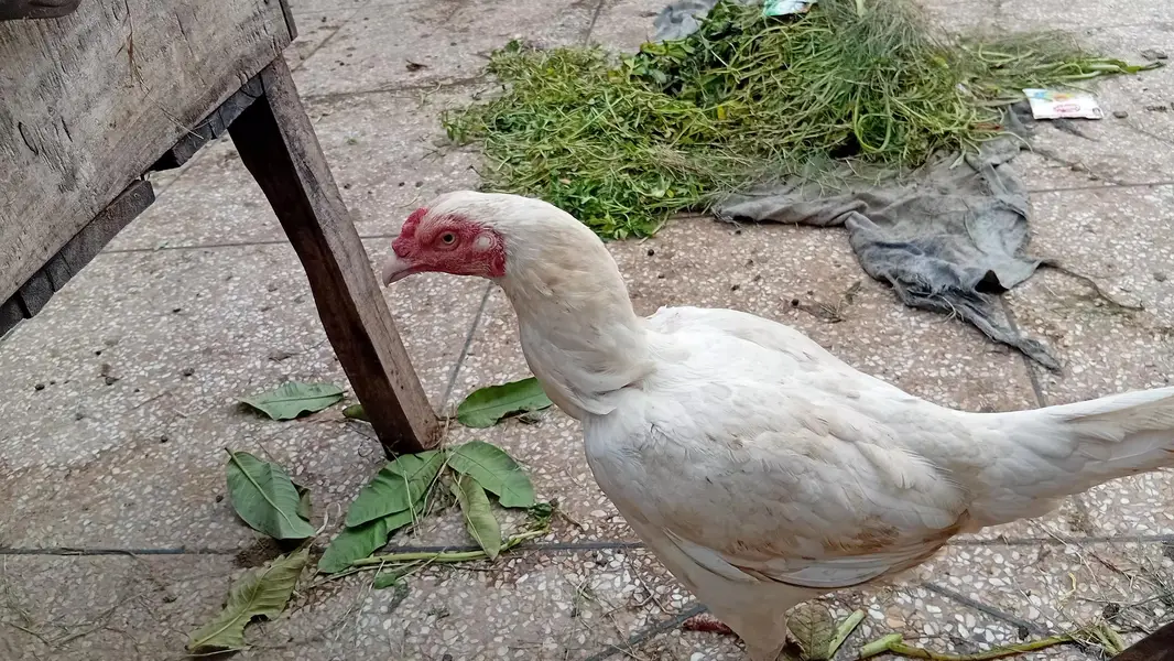 Heera Fertile Egg — photo 4