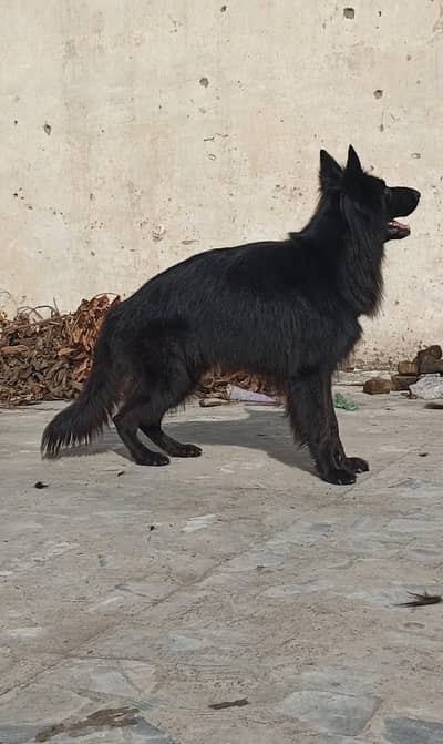 German Shepherd long Court Mel 3 Saal age ready for new home