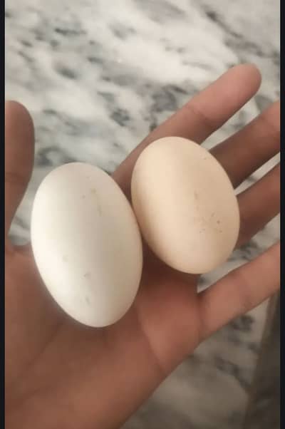 Golden misri eggs