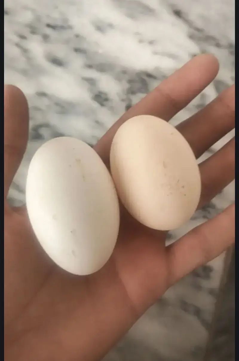 Golden misri eggs