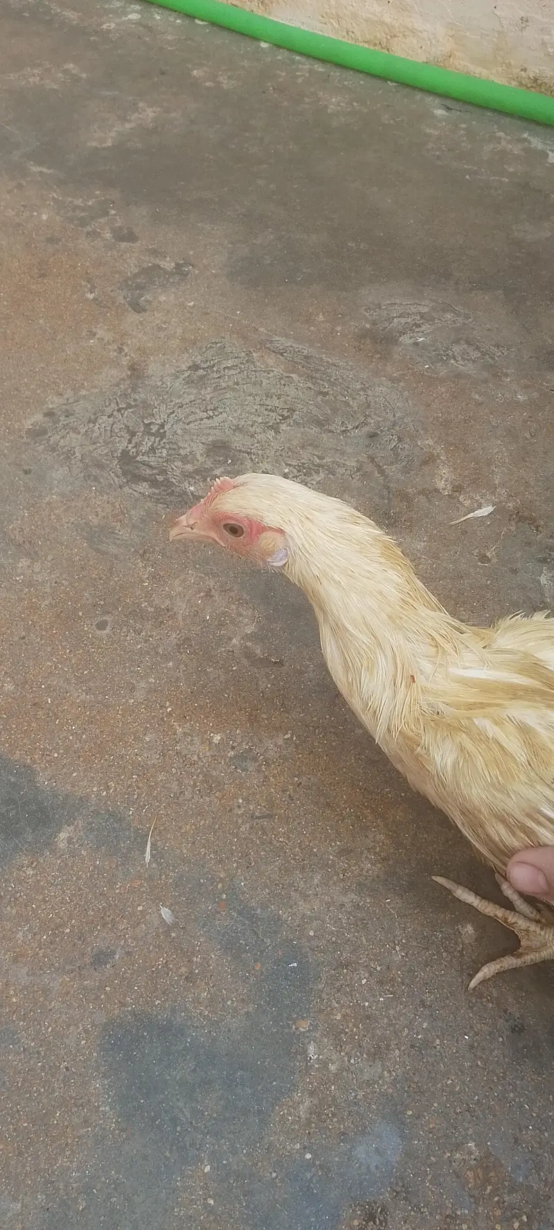 7 murghiya hai jise chahiye rabta kare price 900 — photo 3