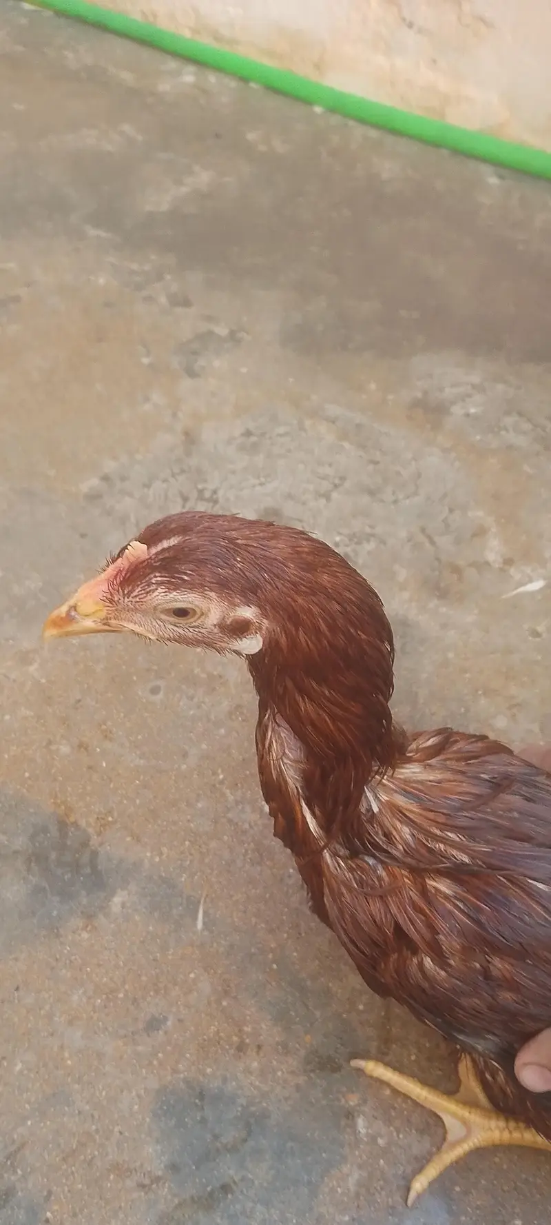 7 murghiya hai jise chahiye rabta kare price 900 — photo 4