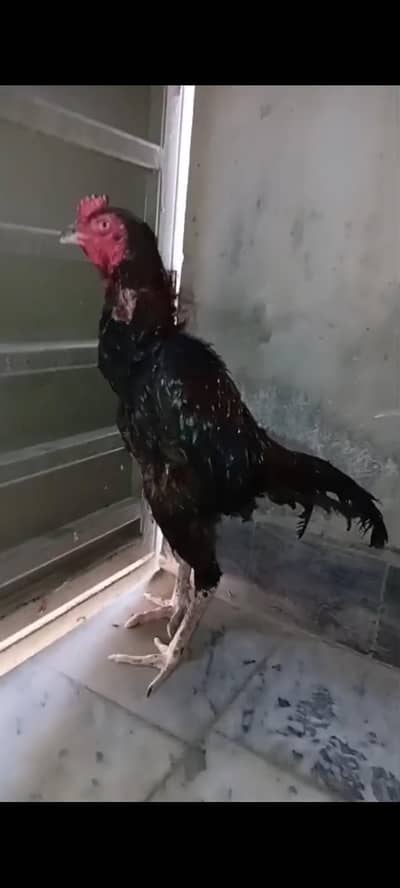 Veitnam bird for sale Ready to this season