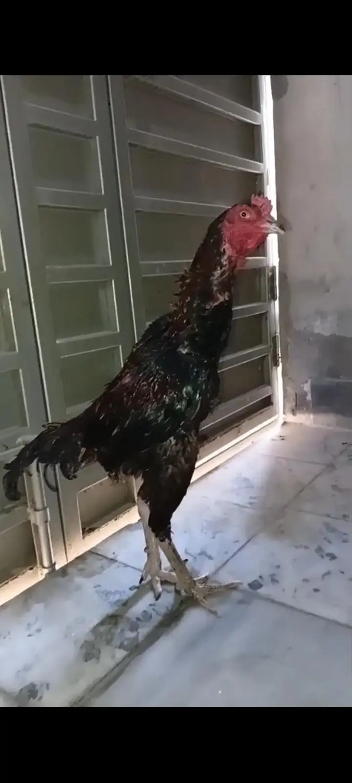 Veitnam bird for sale Ready to this season — photo 2