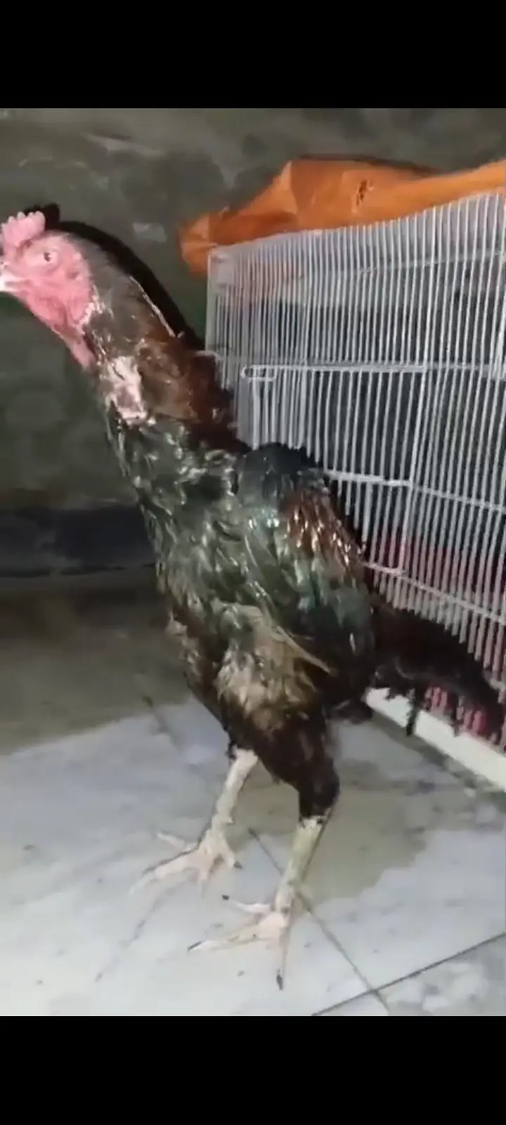 Veitnam bird for sale Ready to this season — photo 3