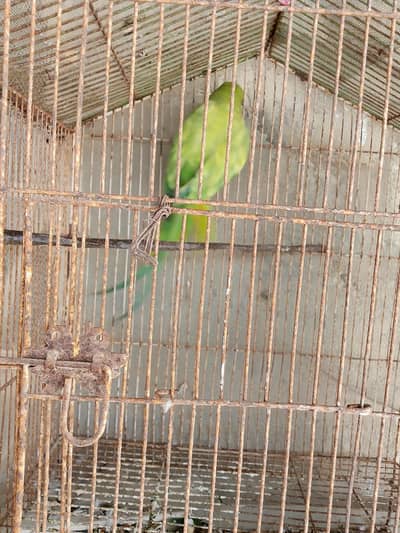 Green parrot female for sale