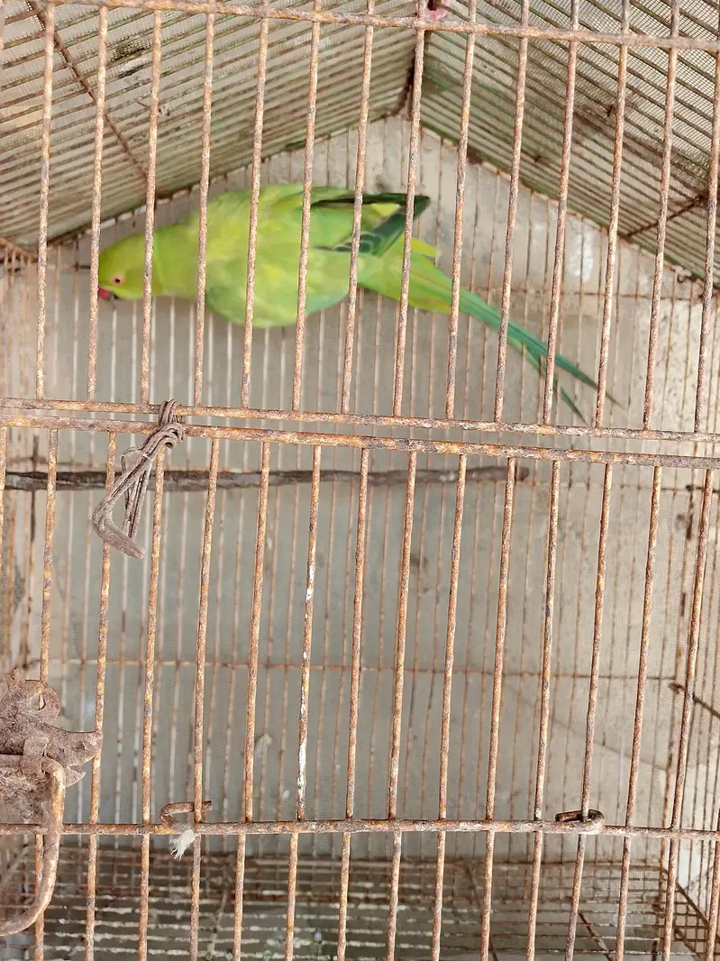 Green parrot female for sale — photo 2