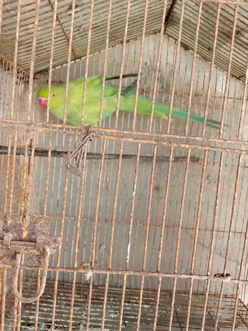 Green parrot female for sale — photo 3