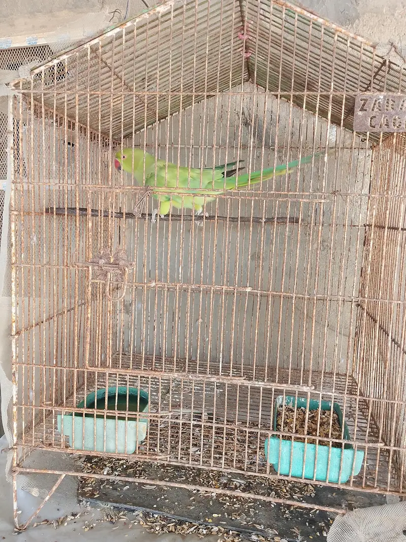 Green parrot female for sale — photo 4