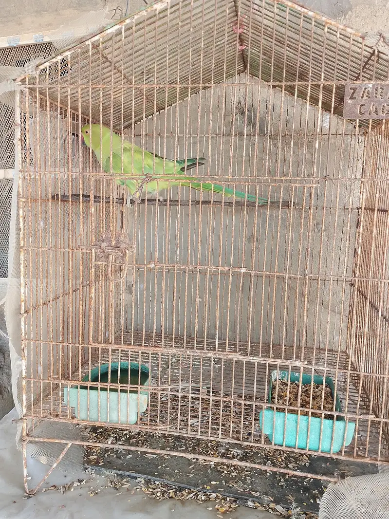 Green parrot female for sale — photo 5
