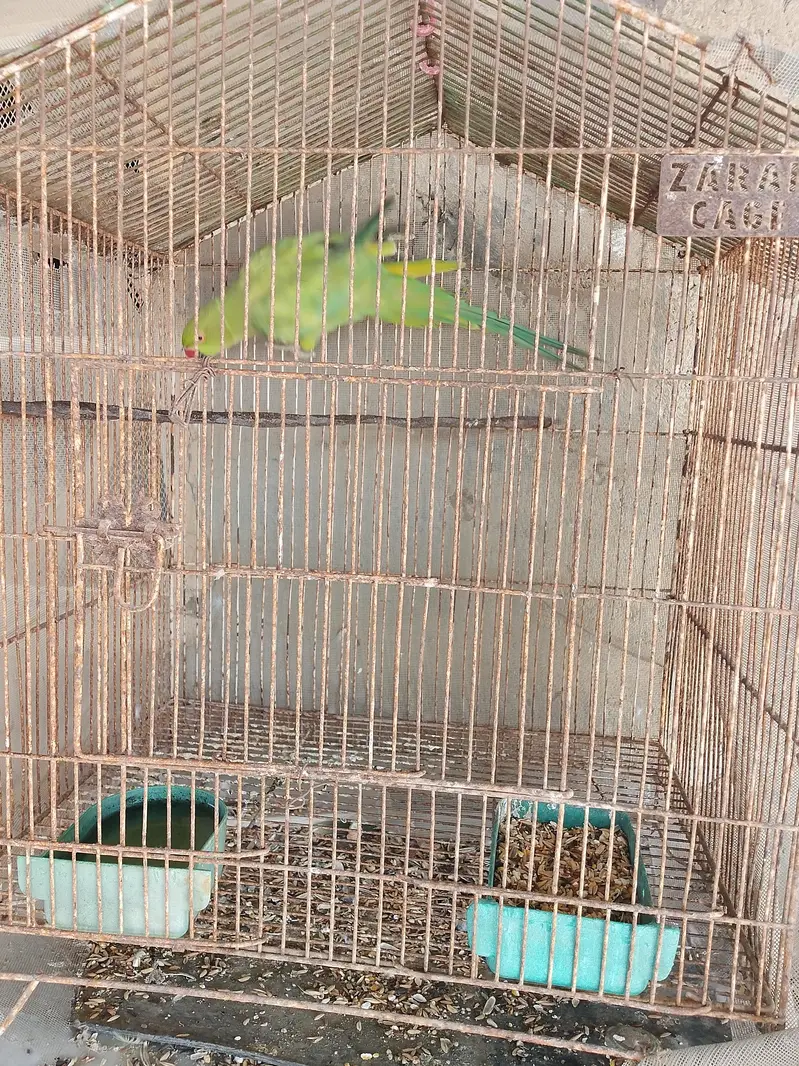 Green parrot female for sale — photo 6