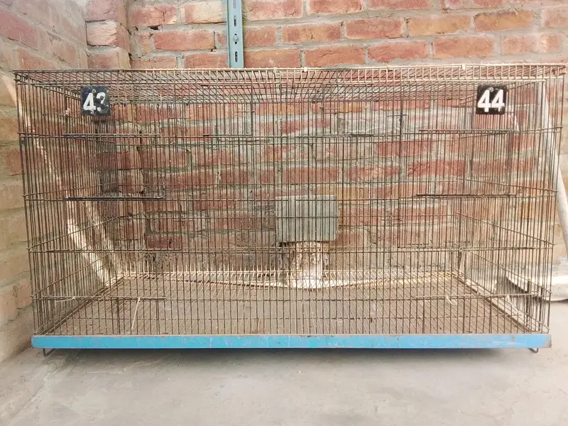 Birds and Hen cage — photo 2