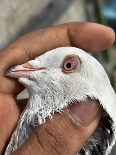 High Quality high flying pigeons
