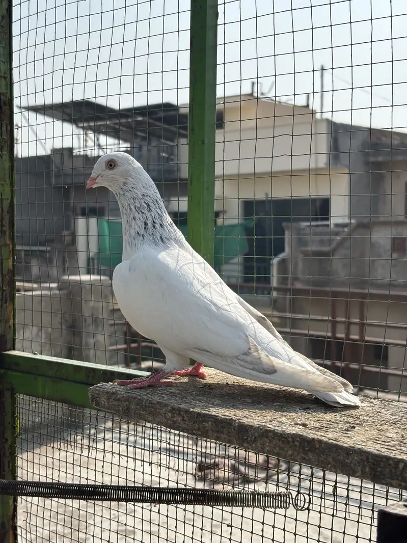 High Quality high flying pigeons — photo 2