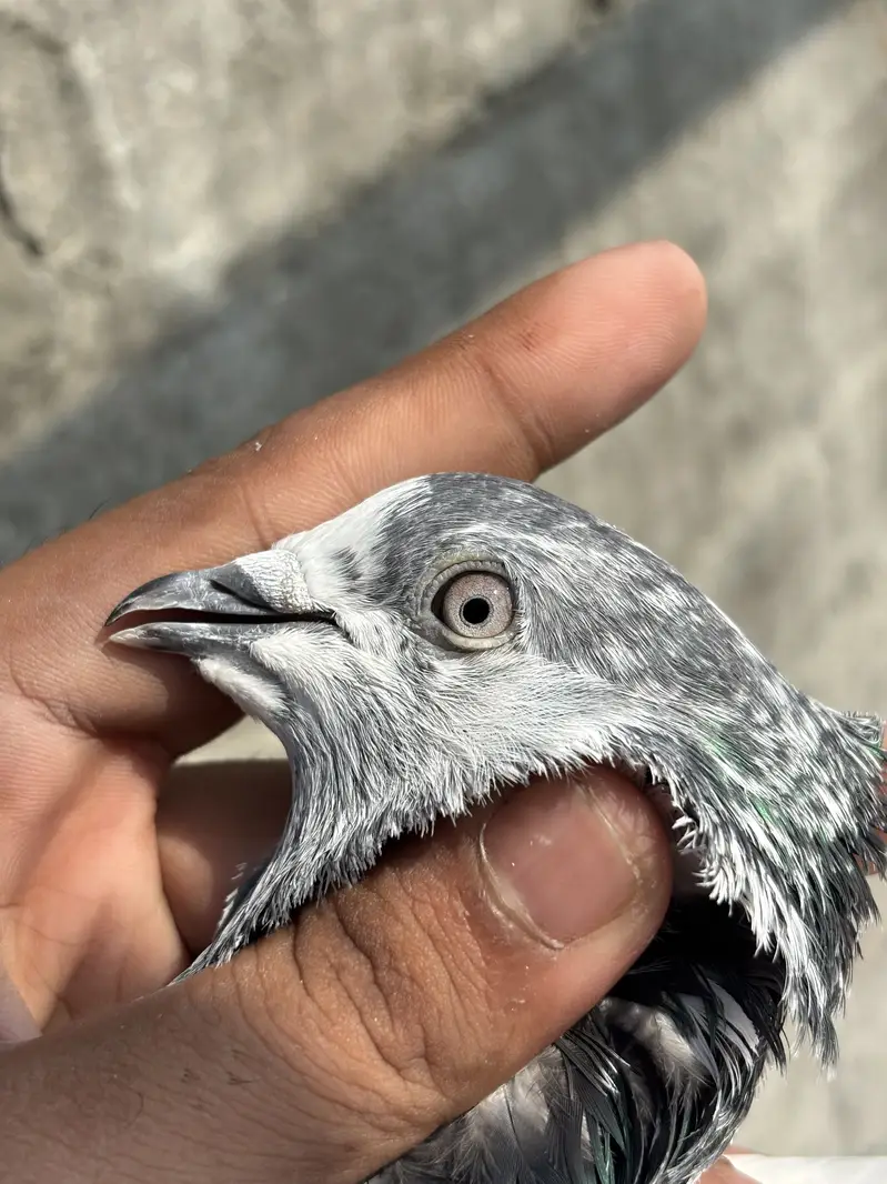 High Quality high flying pigeons — photo 3