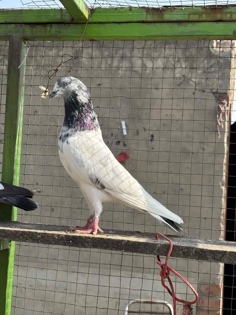 High Quality high flying pigeons — photo 4