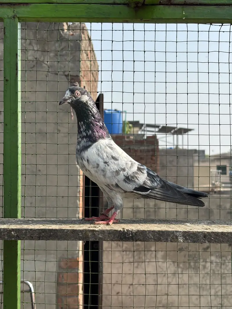 High Quality high flying pigeons — photo 6