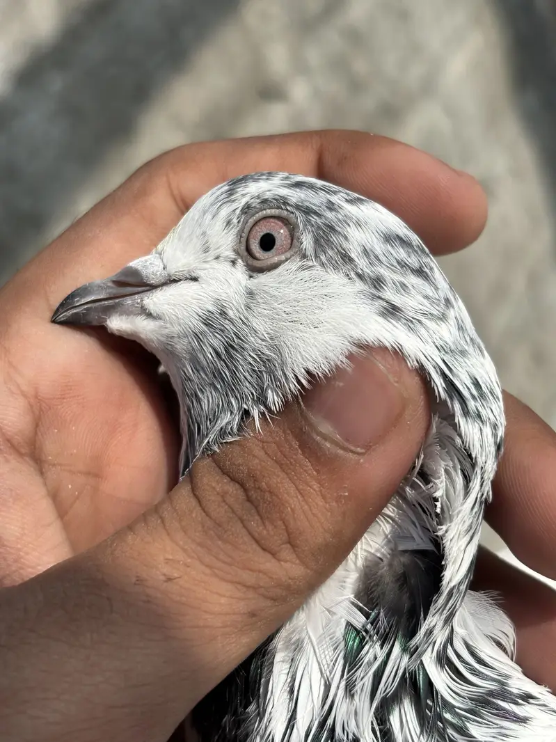 High Quality high flying pigeons — photo 7