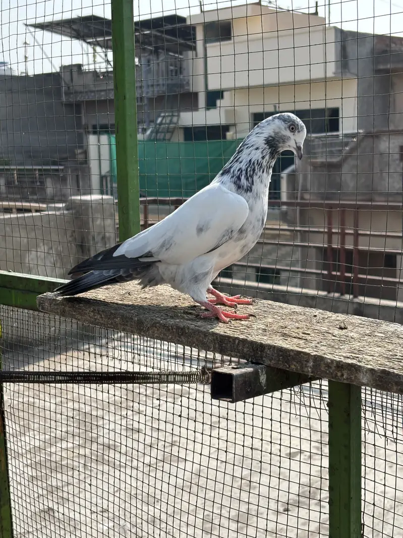 High Quality high flying pigeons — photo 8