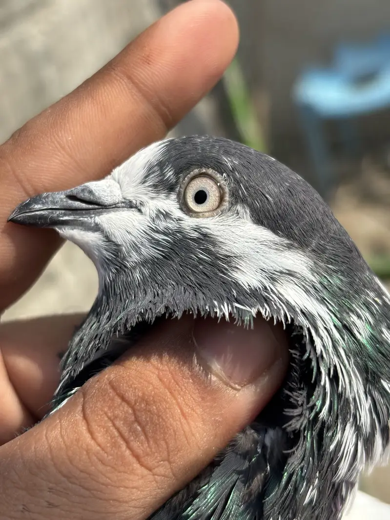 High Quality high flying pigeons — photo 9