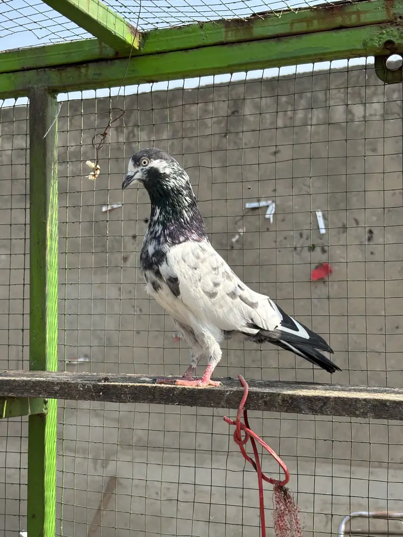 High Quality high flying pigeons — photo 10