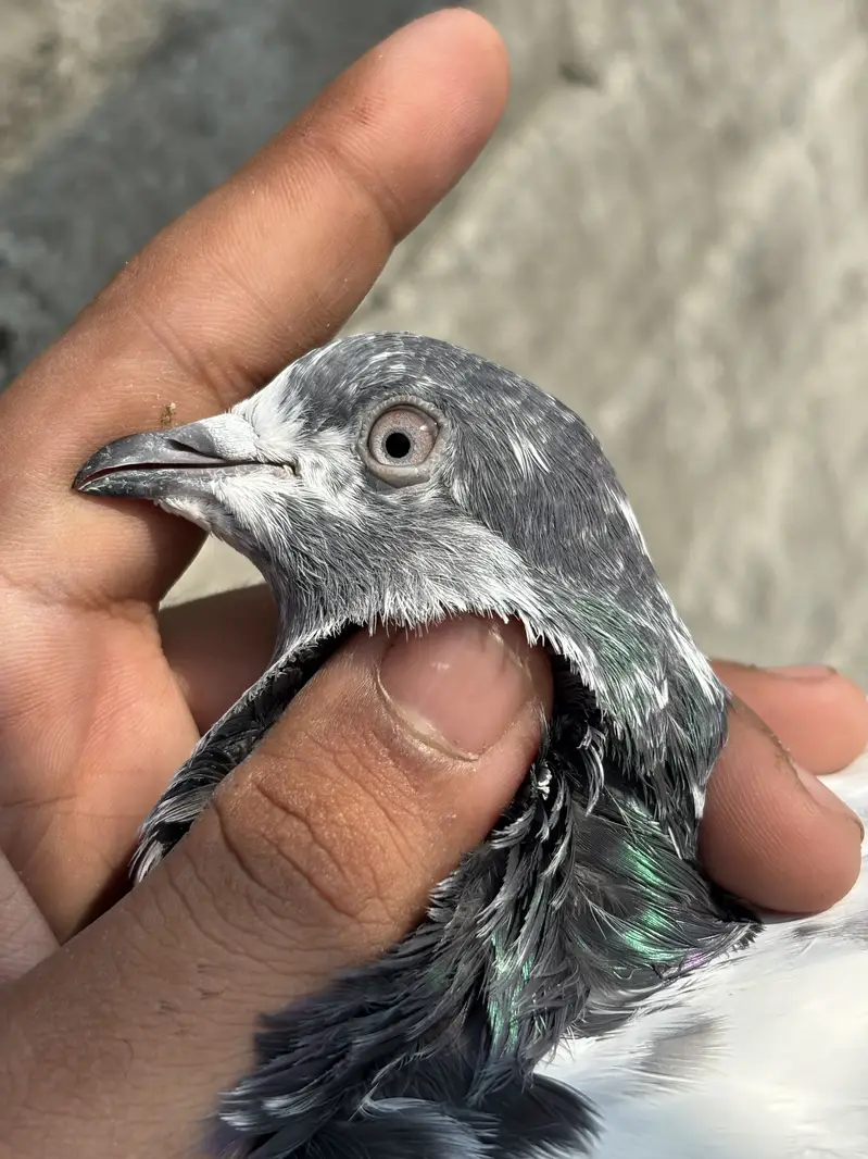 High Quality high flying pigeons — photo 11