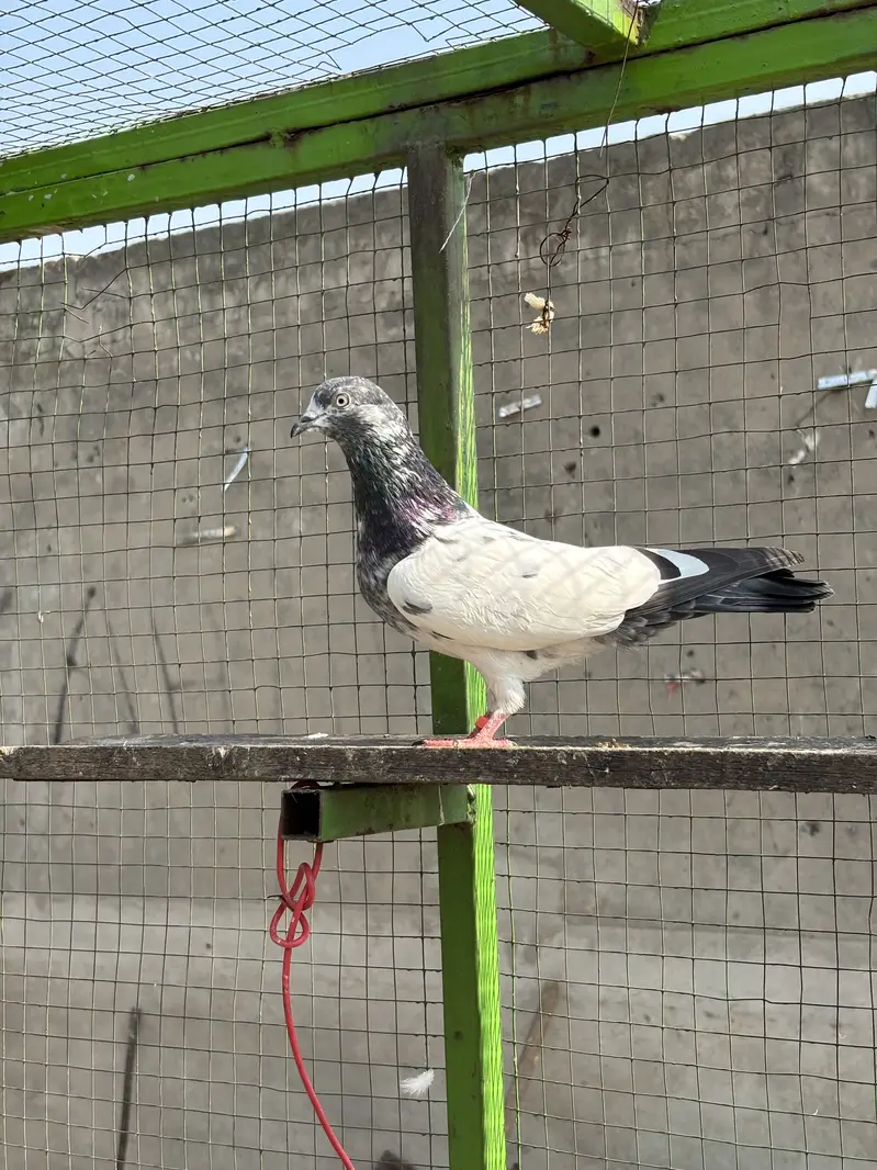 High Quality high flying pigeons — photo 12