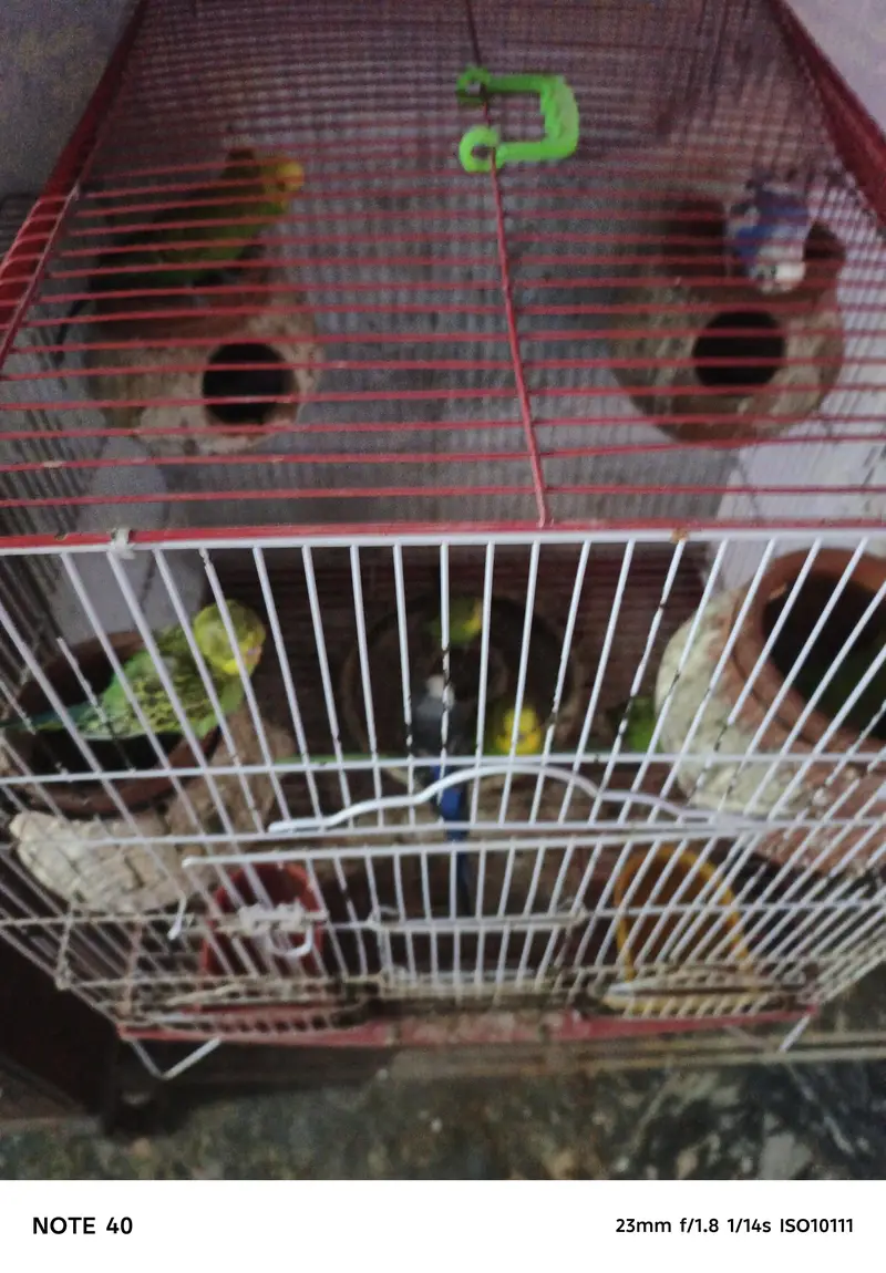 Australian Bird for Sale – Healthy & Well Cared For