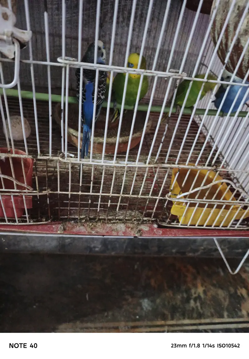 Australian Bird for Sale – Healthy & Well Cared For — photo 2