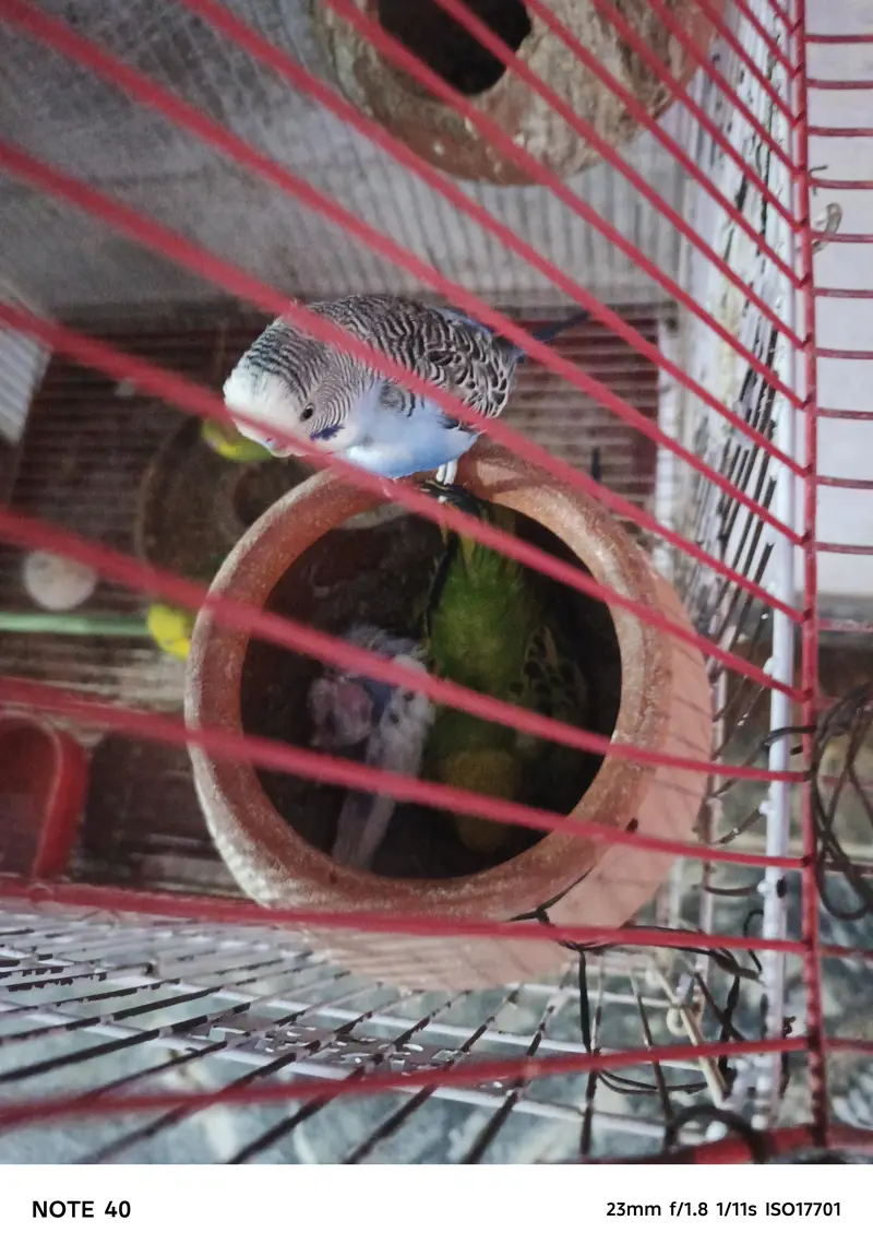 Australian Bird for Sale – Healthy & Well Cared For — photo 3
