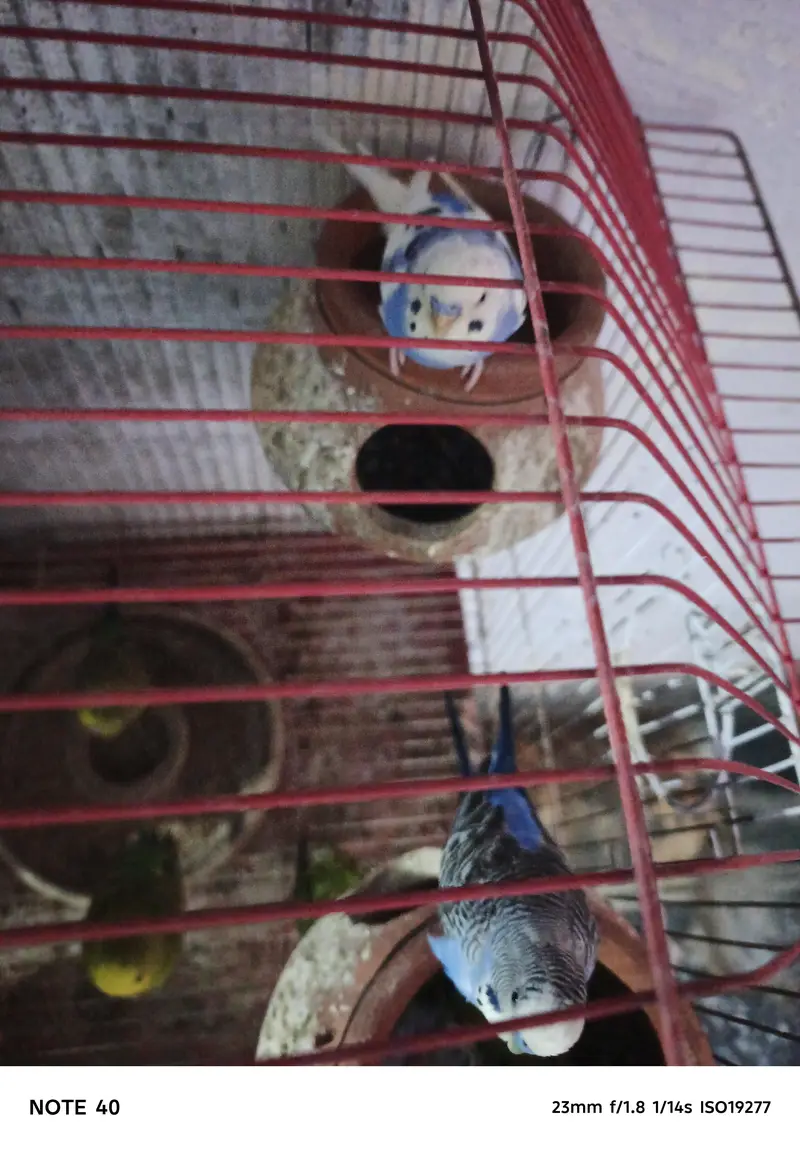 Australian Bird for Sale – Healthy & Well Cared For — photo 4