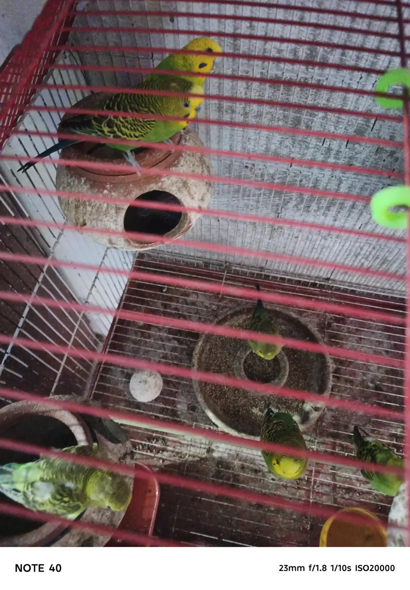 Australian Bird for Sale – Healthy & Well Cared For — photo 5
