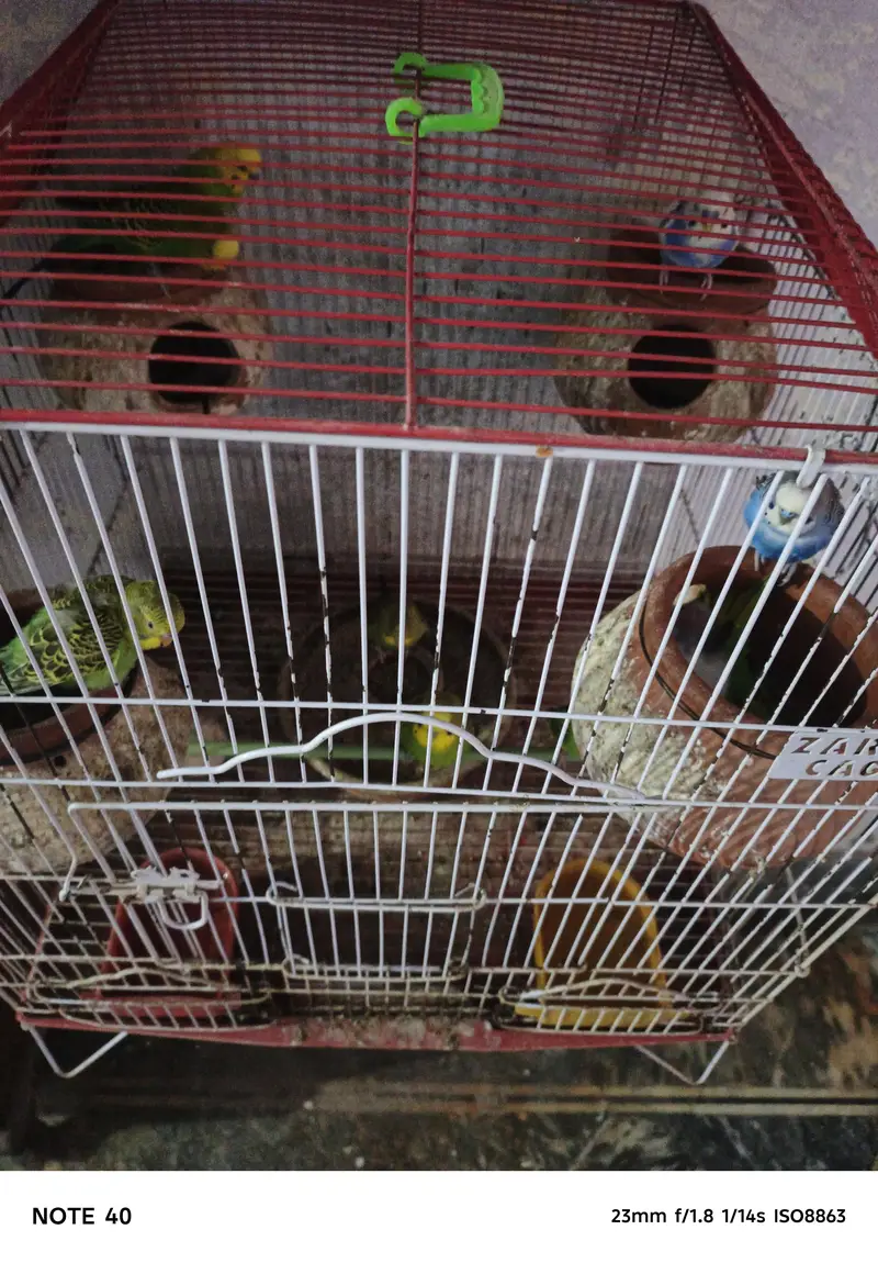 Australian Bird for Sale – Healthy & Well Cared For — photo 6