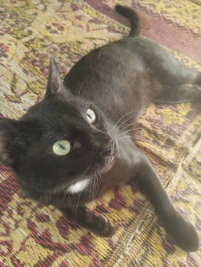 male cat