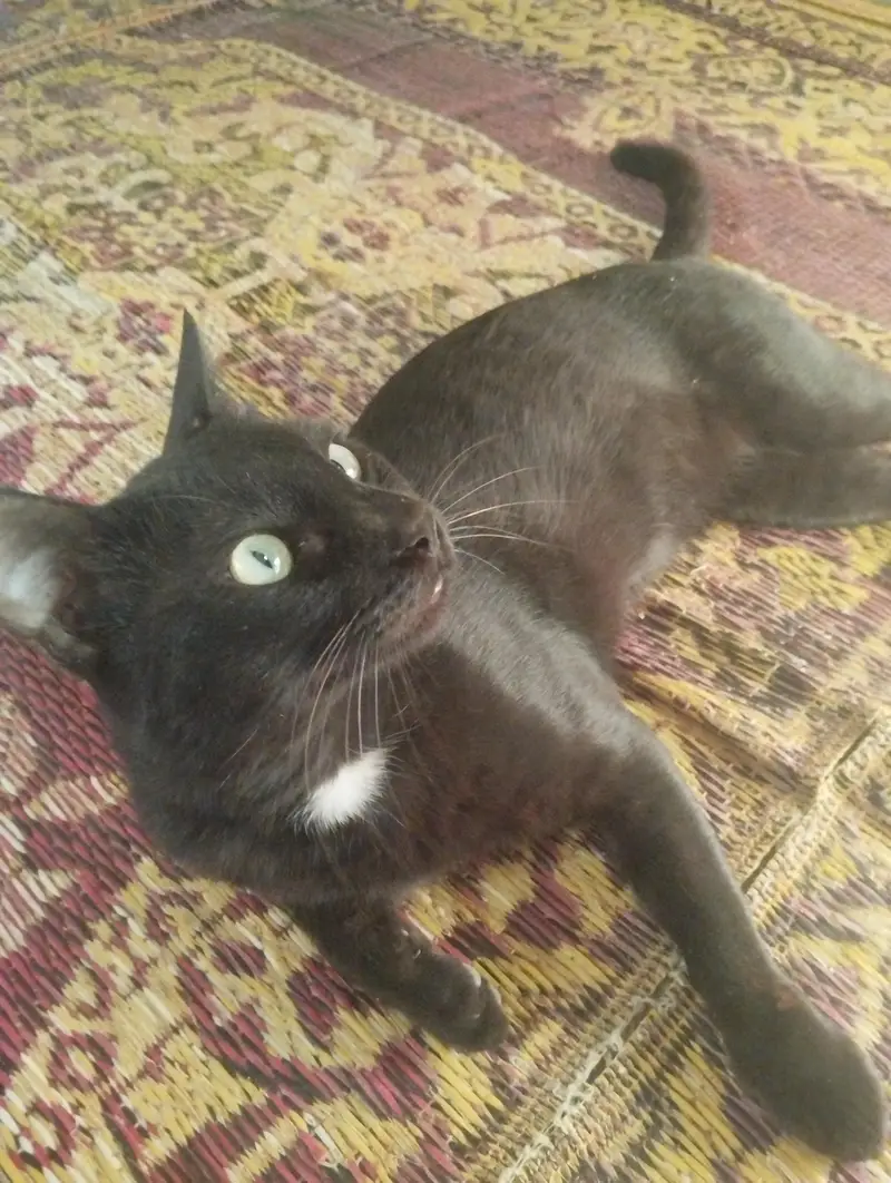 male cat — photo 2